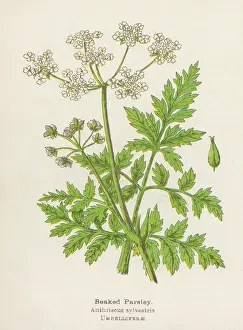 Parsley: Anthriscus Sylvestris