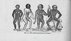Orang: The Anthropomorpha of Linnaeus