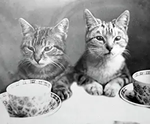 Civilised: Anthropomorphic cats, cups and saucers, Victorian period