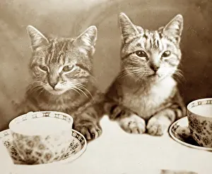 Teacup: Anthropomorphic cats, cups and saucers, Victorian period