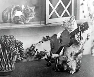 Serenade: Anthropomorphic cats, Victorian period
