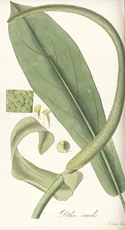 William Blackwood: Anthurium acaule