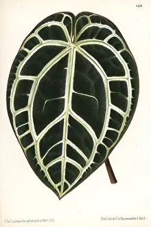 Anthurium: Anthurium crystallinum