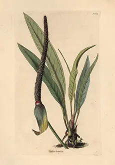Harrisii: Anthurium harrisii