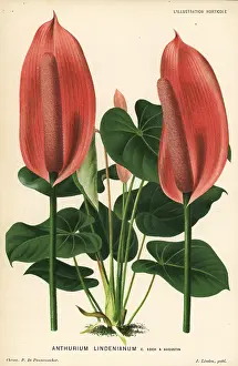 Anthurium: Anthurium lindenianum