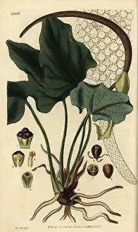 Macrophylla: Anthurium macrophyllum