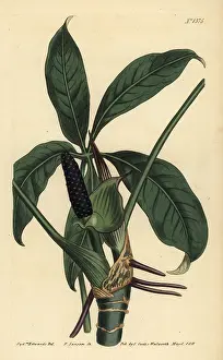 Anthurium: Anthurium palmatum