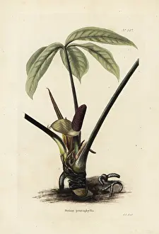 Anthurium: Anthurium palmatum