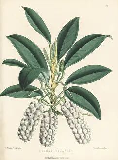 L. Reeve: Anthurium scandens subsp. scandens