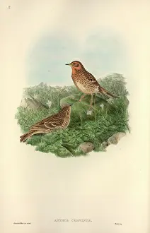 Anthus: Anthus cervinus, red-throated pipit