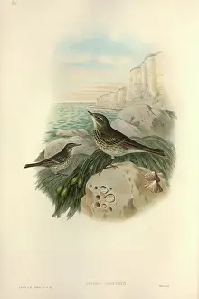 Limpet: Anthus petrosus, rock pipit