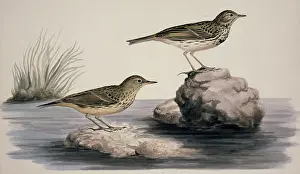 Anthus: Anthus petrosus, rock pipit