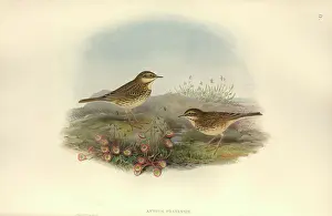 Pratensis: Anthus pratensis, meadow pipit