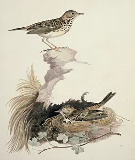 Streaked: Anthus pratensis, meadow pipit