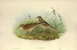 Anthus: Anthus richardii, Richard's pipit