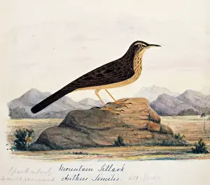 Bushby: Anthus similis, long-billed pipit