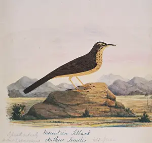 Bushby: Anthus similis, long-billed pipit