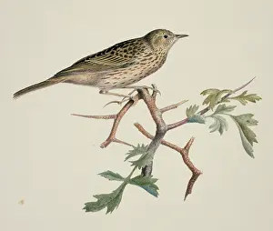 Streaked: Anthus sp. pipit