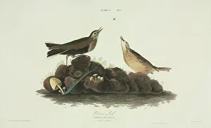 Anthus: Anthus spinoletta, water pipit