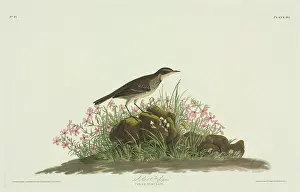 Anthus: Anthus spinoletta, water pipit