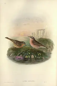 Anthus: Anthus spinoletta, water pipit