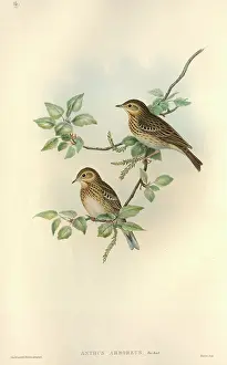 Catkin: Anthus trivialis, tree pipit