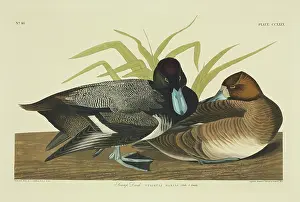 Aythya: Anthya marila, greater scaup