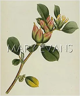 Anthyllis: ANTHYLLIS TETRAPHYLLA