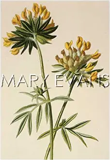 Vetch: ANTHYLLIS VULNERARIA