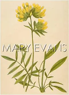 Vetch: ANTHYLLIS VULNERARIA