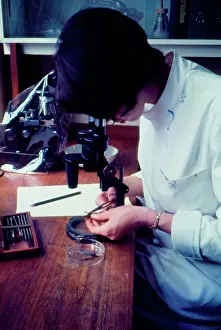 Locusts: Anti-Locust Research Centre, London