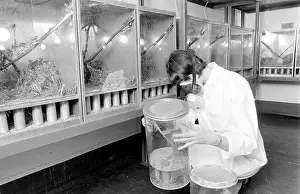 Perspex: Anti-Locust Research Centre, London