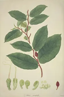 Fabidae: Antiaris toxicaria, ipoh tree