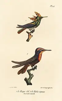 Chrysolampis: Antillean crested hummingbird and ruby-topaz hummingbird