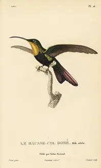 Colibri: Antillean mango, Anthracothorax dominicus