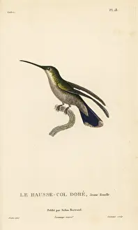 Colibri: Antillean mango, Anthracothorax dominicus