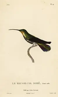 Colibri: Antillean mango, Anthracothorax dominicus