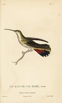 Colibri: Antillean mango, Anthracothorax dominicus aurulentus. Female