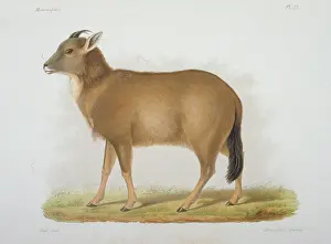 Antilope: Antilope caudata, blackbuck