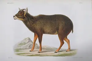 Antilope: Antilope edwardsii, goral