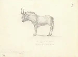 1754 1794: Antilope Gnu
