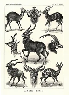 Glitsch: Antilopina antelopes