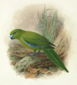 Parakeet: Antipodes Island Parakeet