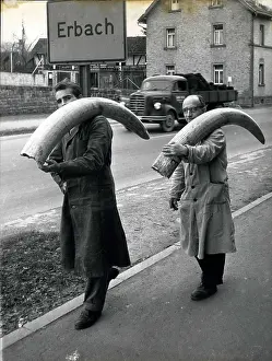 Tusks: Antiques - Art - Ceramics - Murals - Paint
