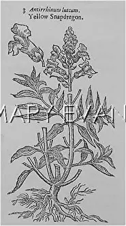 Snapdragon: ANTIRRHINUM LUTEUM