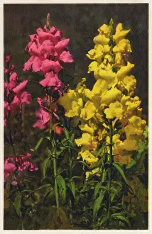 Majus: Antirrhinum majus - Snapdragon