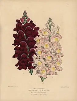 Snapdragon: Antirrhinum or snapdragon hybrids, W Robinson and Delicatum