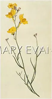 Branching: ANTIRRHINUM SPARTEUM