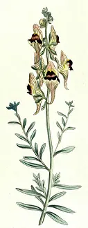 Melancholy: ANTIRRHINUM TRISTE