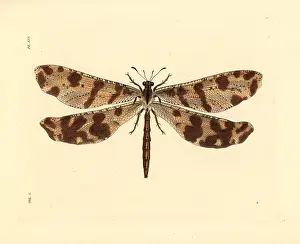 Westwood: Antlion, Palpares libelluloides